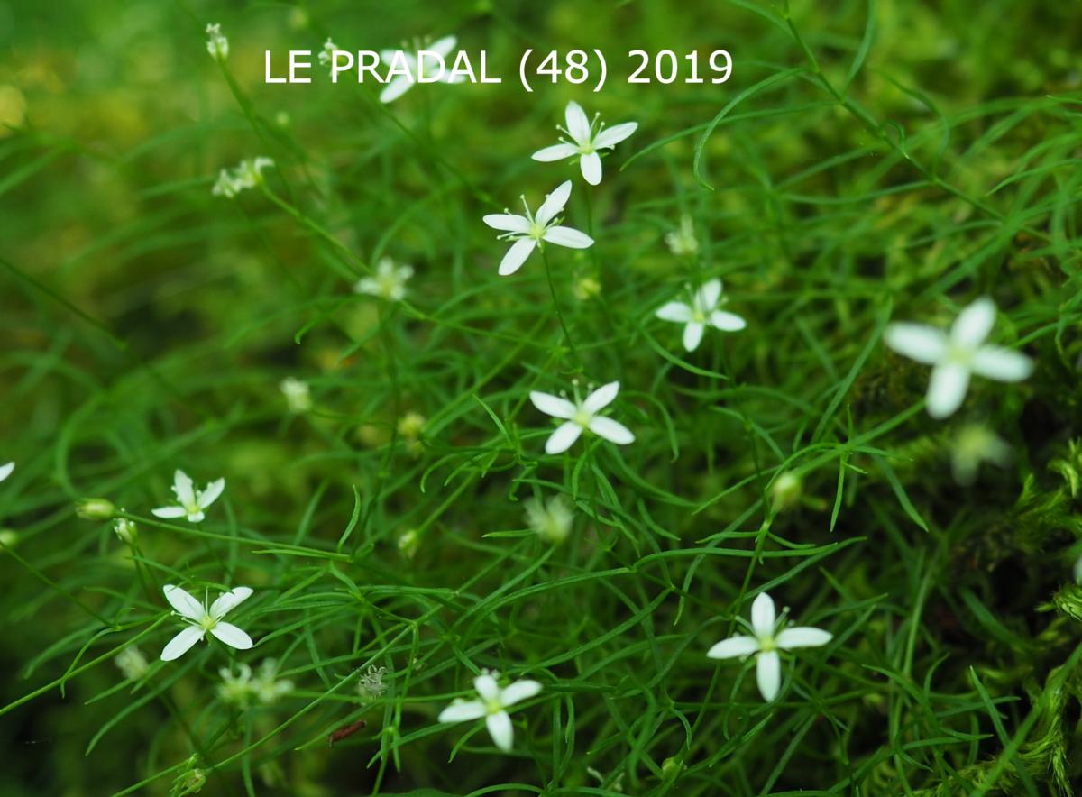 Sandwort, Mossy leaf